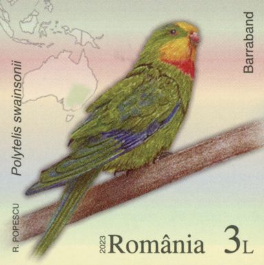 Superb Parrot (Polytelis swainsonii)