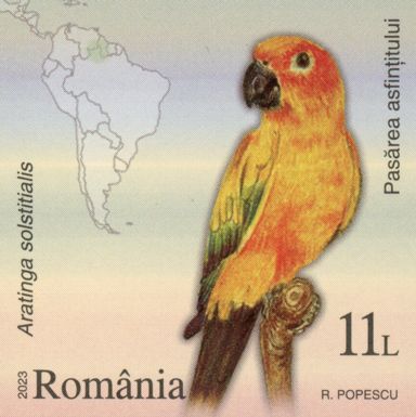 Sun Parakeet (Aratinga solstitialis)