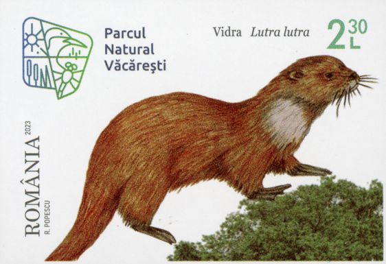 Eurasian Otter (Lutra lutra)