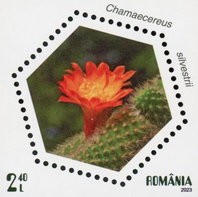 Peanut Cactus (Echinopsis chamaecereus)