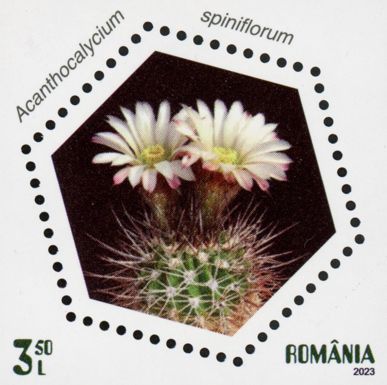 Acanthocalycium spiniflorum