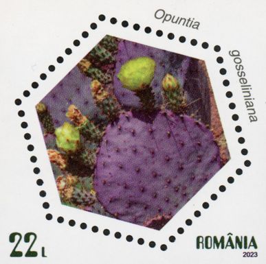 Violet Prickly Pear (Opuntia gosseliniana)