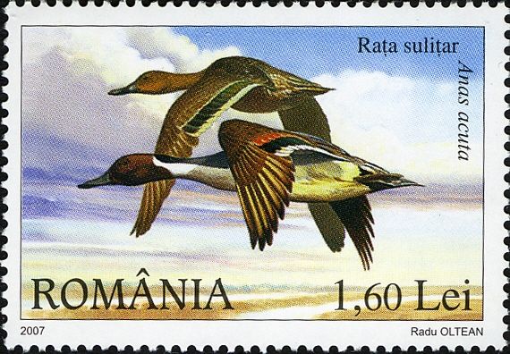 Northern Pintail (Anas acuta)