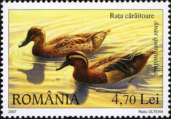 Garganey (Anas querquedula)