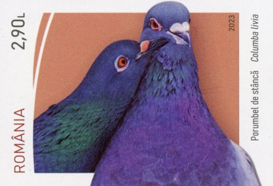 Pigeon (Columba livia)