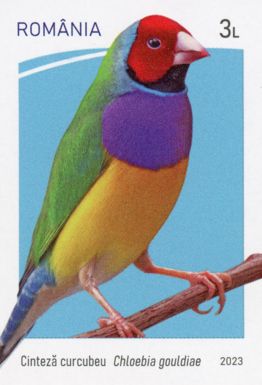 Gouldian Finch (Chloebia gouldiae)