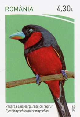 Black-and-Red Broadbill (Cymbirhynchus macrorhynchos)