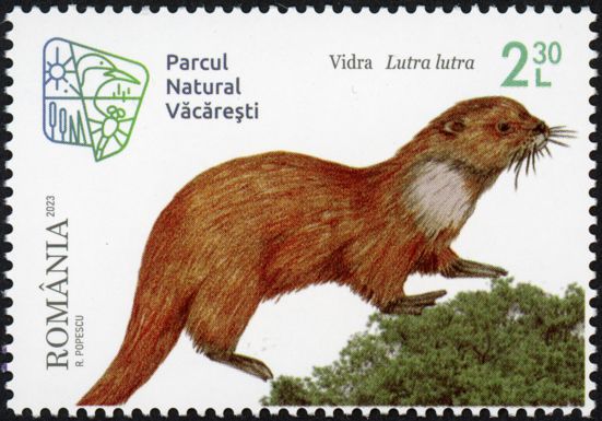 Eurasian Otter (Lutra lutra)