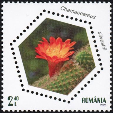 Peanut Cactus (Echinopsis chamaecereus)