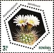 Acanthocalycium spiniflorum