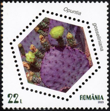 Violet Prickly Pear (Opuntia gosseliniana)
