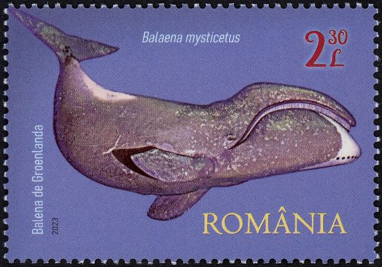 Bowhead Whale (Balaena mysticetus)