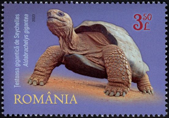 Seychelles Giant Tortoise (Aldabrachelys gigantea)
