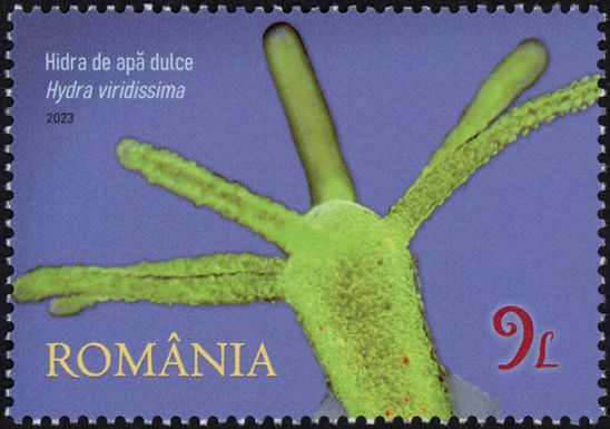 Green Hydra (Hydra viridissima)