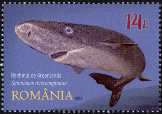 Greenland Shark (Somniosus microcephalus)
