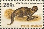 Egyptian Mongoose (Herpestes ichneumon)