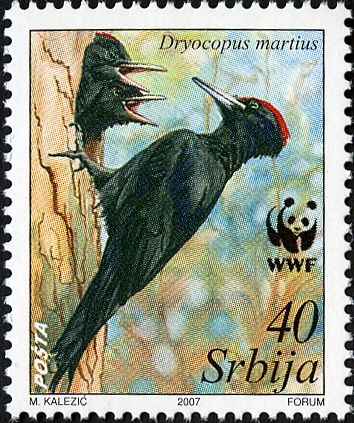 Black Woodpecker (Dryocopus martius)