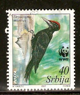 Black Woodpecker (Dryocopus martius)
