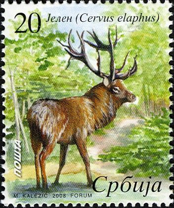 Red Deer (Cervus elaphus)