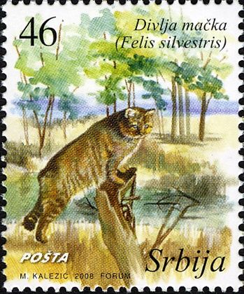 Wildcat (Felis silvestris)