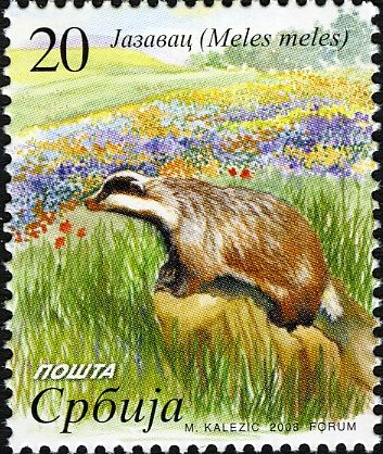Eurasian Badger (Meles meles)
