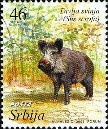 Wild Boar (Sus scrofa)