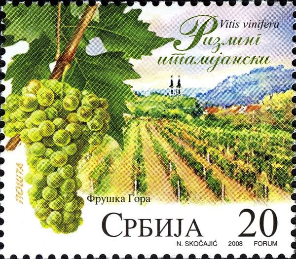 Italian Rizling - Fruska Gora