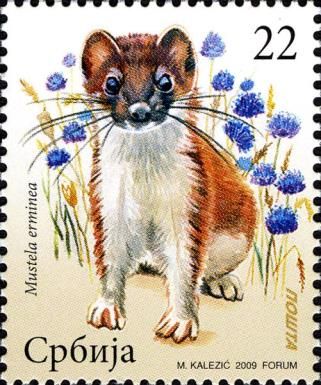 Stoat (Mustela erminea)