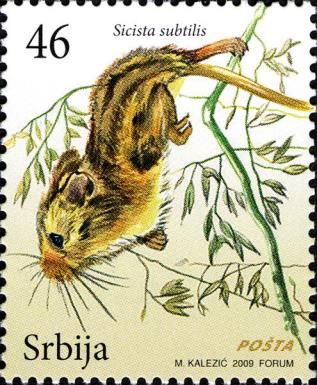 Southern Birch Mouse (Sicista subtilis)
