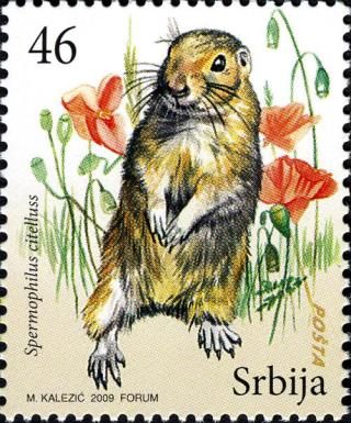 European Ground Squirrel (Spermophilus citellus)