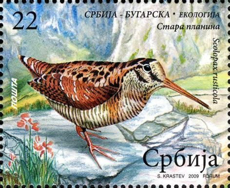Eurasian Woodcock (Scolopax rusticola)