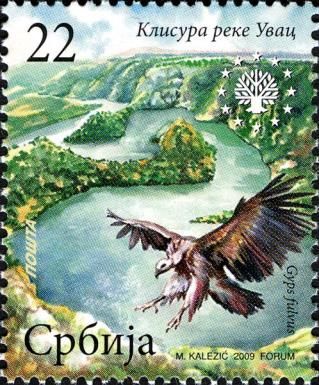 Griffon Vulture (Gyps fulvus) in Uvac River Gorge