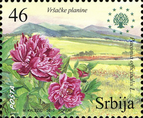 European peony (Paeonia officinalis) in Vršac Mountains