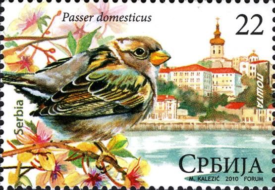 House Sparrow (Passer domesticus)