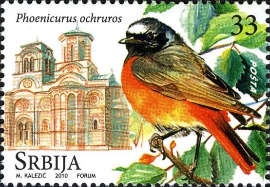 Black Redstart (Phoenicurus ochruros)