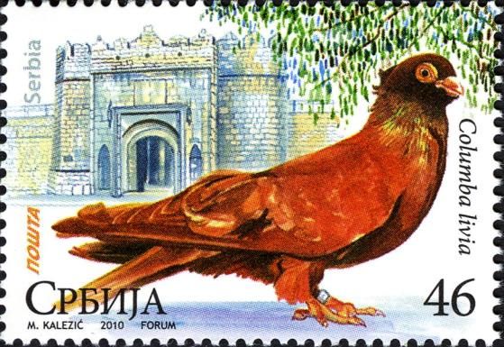 Rock Dove (Columba livia)
