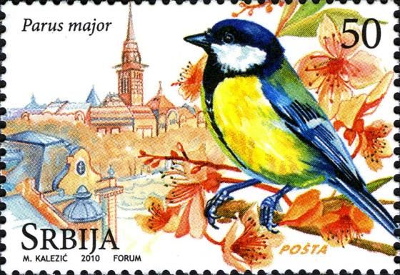Great Tit (Parus major)