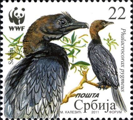 Pygmy Cormorant (Phalacrocorax pygmaeus)