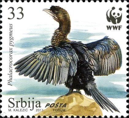 Pygmy Cormorant (Phalacrocorax pygmaeus)