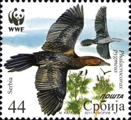 Pygmy Cormorant (Phalacrocorax pygmaeus)