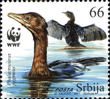 Pygmy Cormorant (Phalacrocorax pygmaeus)