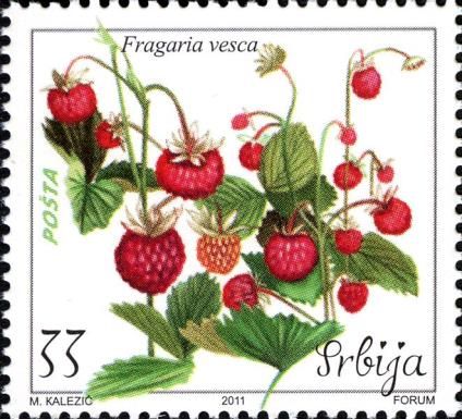 Wild Strawberry (Fragaria vesca)