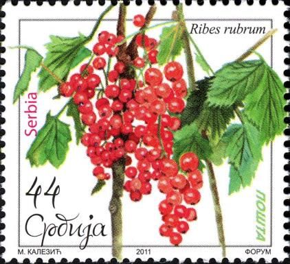 Red Currant (Ribes rubrum)