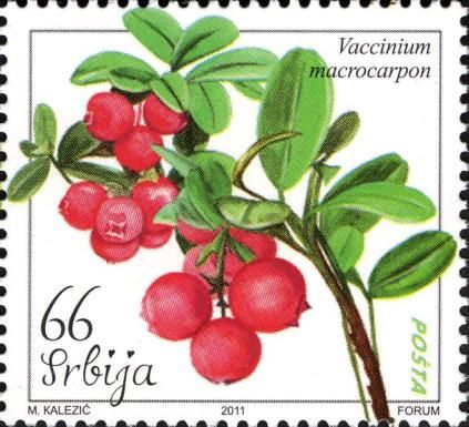 Large Cranberry (Vaccinium macrocarpon)