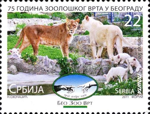 Lion (Panthera leo)