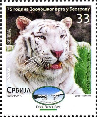 Bengal Tiger (Panthera tigris tigris)