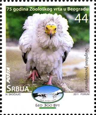 Egyptian Vulture (Neophron percnopterus)
