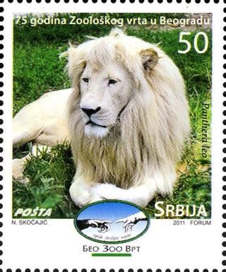 Lion (Panthera leo) - Albino