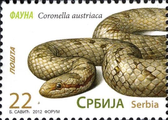 Smooth Snake (Coronella austriaca)