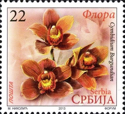 Cymbidium burgundian